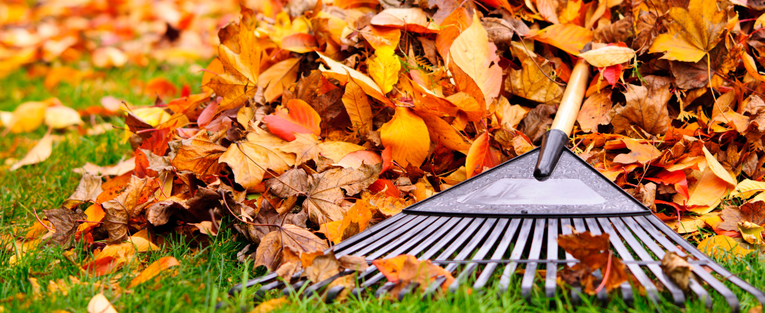 Fall leaves