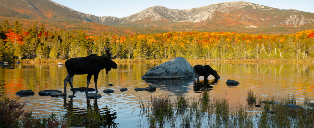 Moose