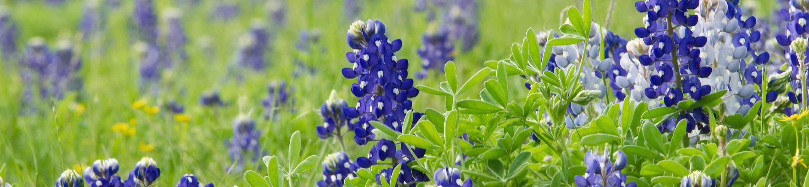 Locations & Hours Doches Credit Union Nacogdoches, Hemphill, Center