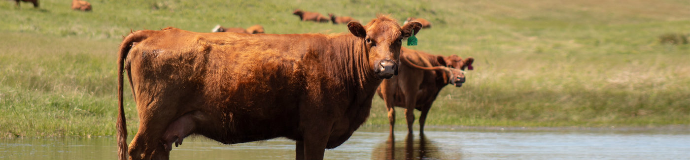Livestock Loans