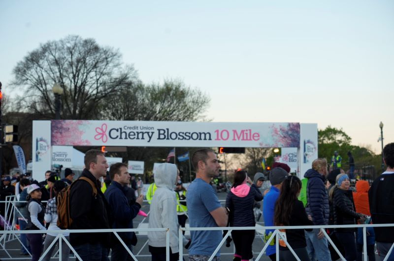 2024 Cherry Blossom Race Day