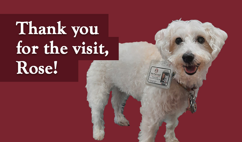 Employees Receive Visit from Therapy Dog Rose through Monson Savings Bank's Employee Wellness Program