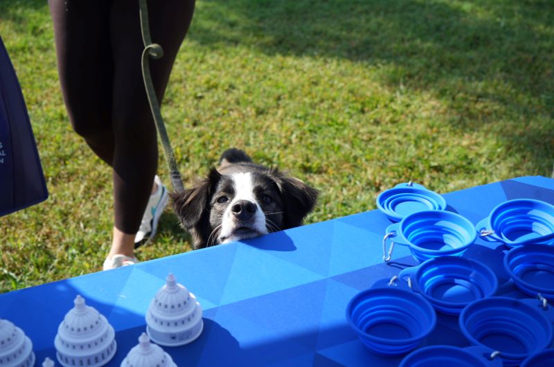 Paws in the Park: A Tail-Wagging Success!