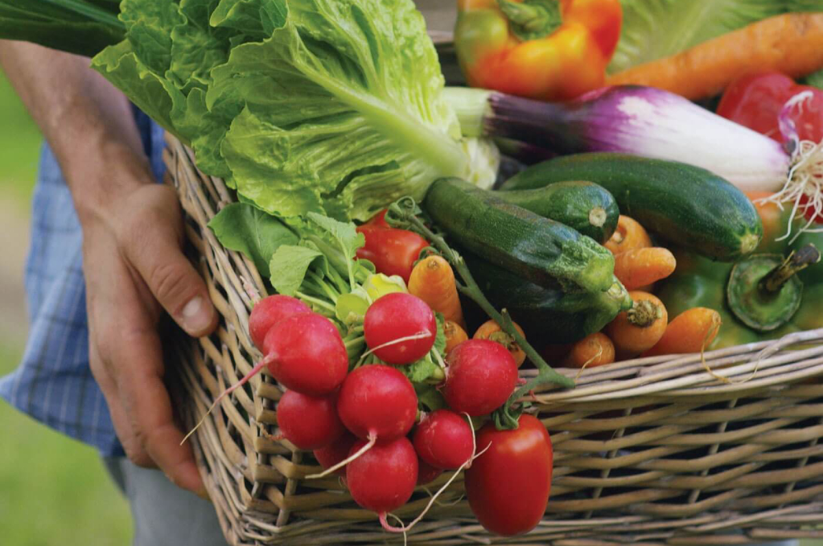 Healthy Harvest Food Bank