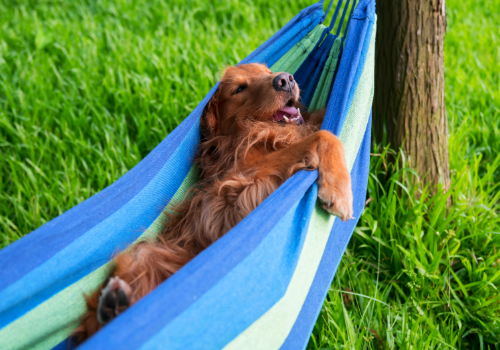 How to Plan a Staycation That Feels Like a Getaway How to Plan a Staycation That Feels Like a Getaway