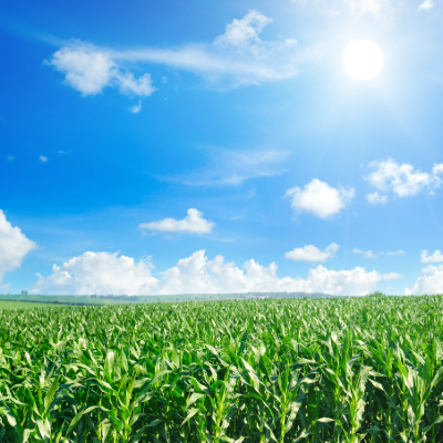 Why Banking Local in Rural Minnesota Matters