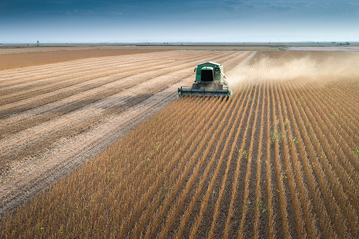 As soybeans pile up, Minnesota farmers eye an end to the trade war As soybeans pile up, Minnesota farmers eye an end to the trade war