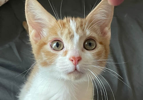 3 Must-Knows Before Adopting Your Furry Friend