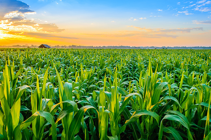 The challenge of managing expenses through low corn markets The challenge of managing expenses through low corn markets