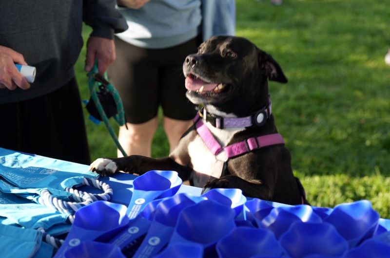 A Paws-itively Fun Time: ALX Dog Walk 2026