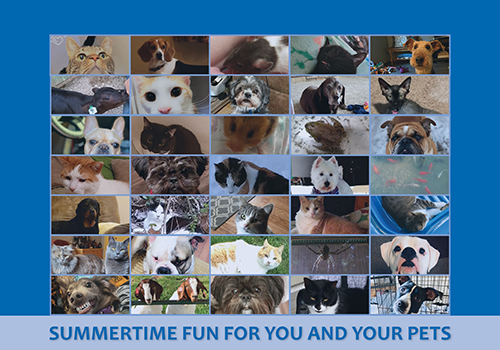 Keep Summertime Fun for You and Your Pets
