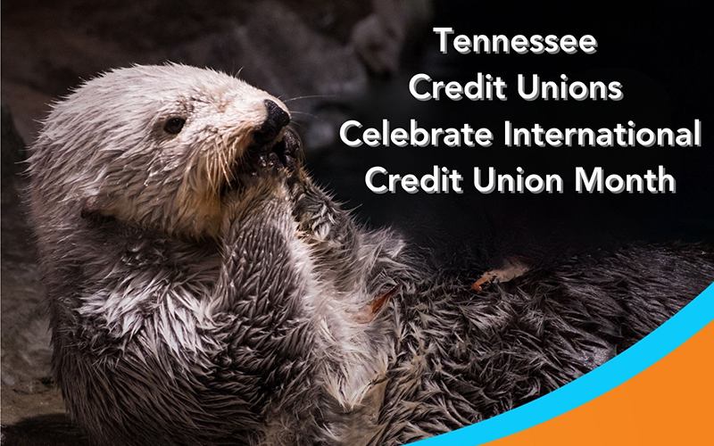 Dive into Savings: Georgia Aquarium's Special Promotion for Tennessee Credit Unions