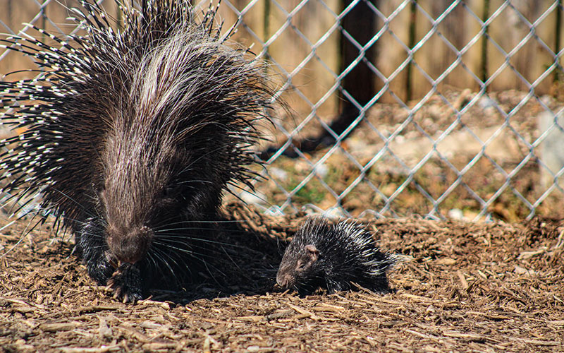 Naming Contest for Porcupine at Chattanooga Zoo