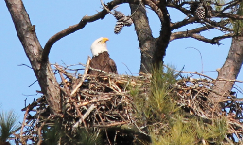 35th Annual Eagle Awareness