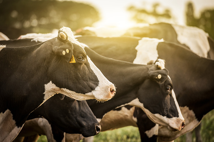 Is relief coming in this down dairy market? Is relief coming in this down dairy market?