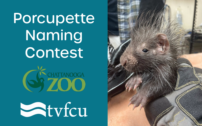 Porcupette Naming Contest for Nickel Prickle's Twin Brother