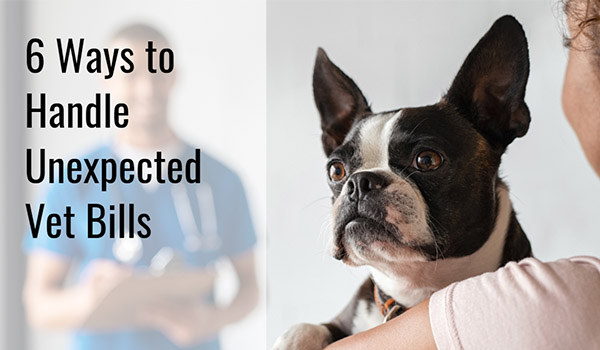 6 Ways to handle unexpected vet bills