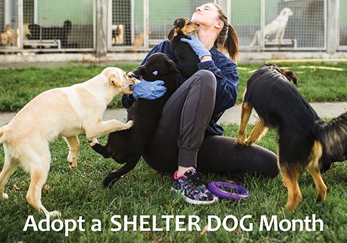 National Adopt a Shelter Dog Month